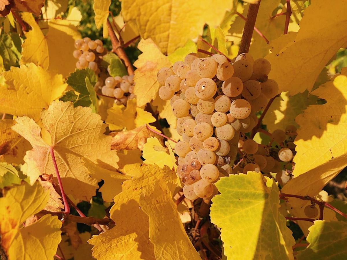 Weingut-Aparthotel Olinger Mehring  Zewnętrze zdjęcie